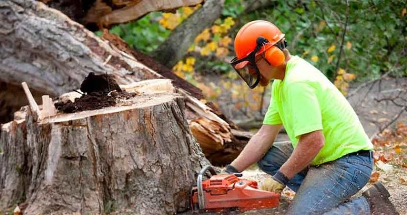 Tree Removal Service in Andover, MN